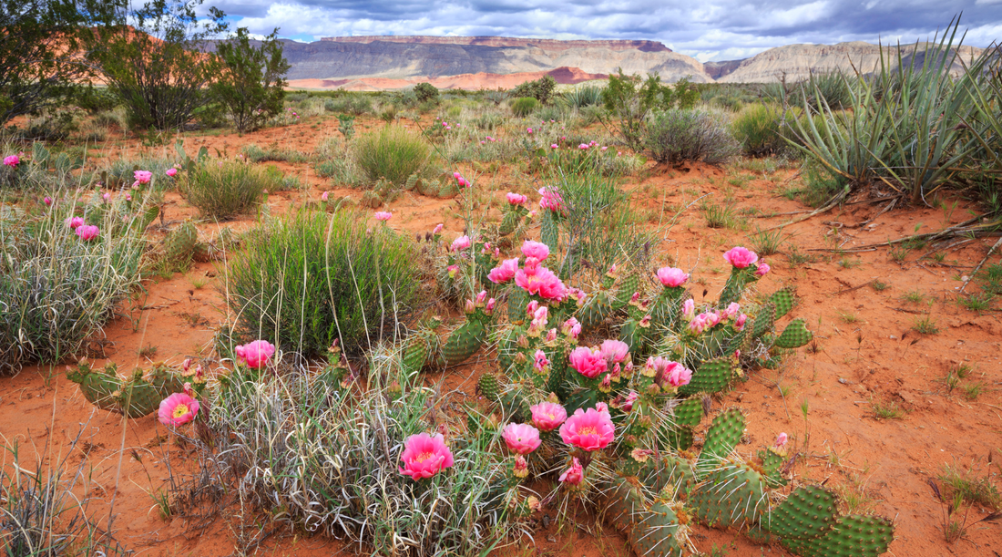 Bloom Where God Has Planted You