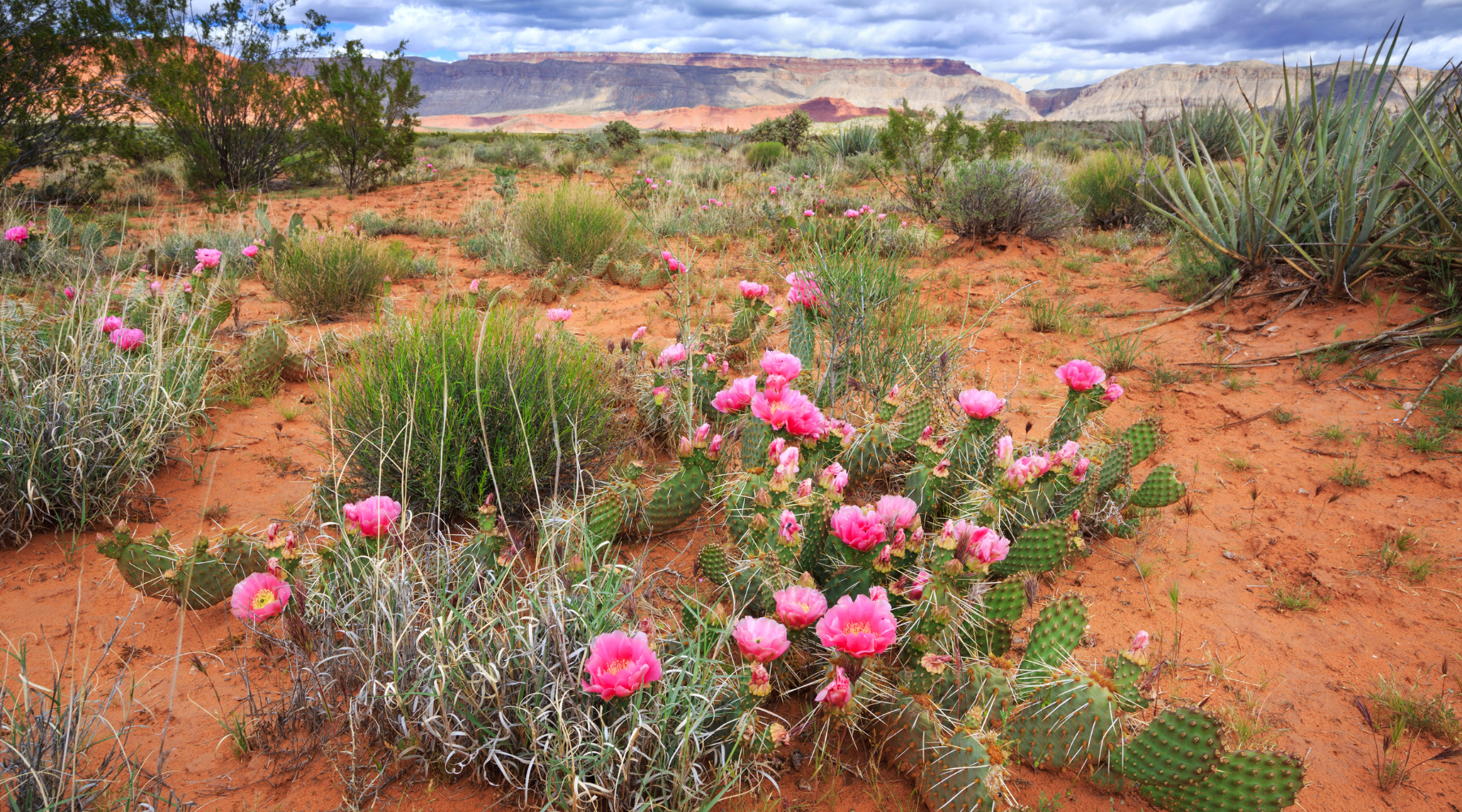 Bloom Where God Has Planted You